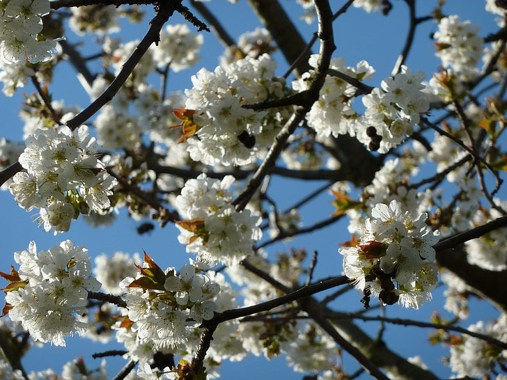 άνθη κερασιάς, δέντρο, πανέμορφο, λευκό, άνοιξη, άνθος, άνθιση