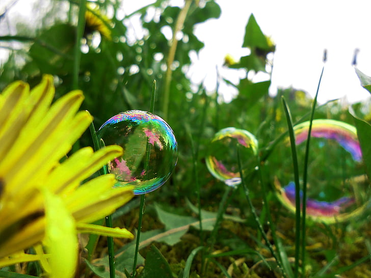 Kiaulpienė, burbuliukai, maža, Kiaulpienė, sodas, Gamta, augalų