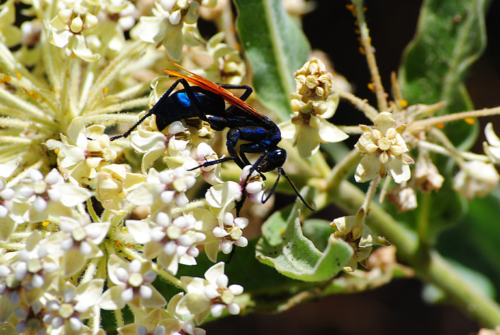 Wasp, blomma, insekt