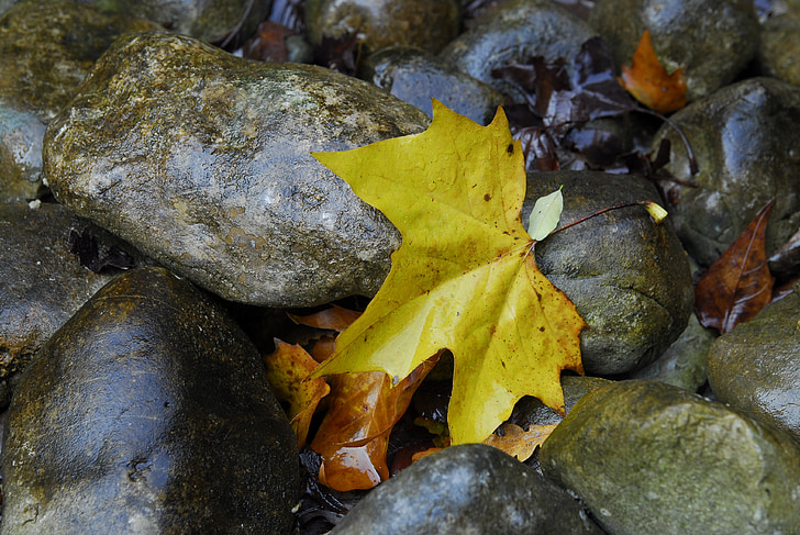Arce, piedras, hojas, hoja, otoño, naturaleza, agua
