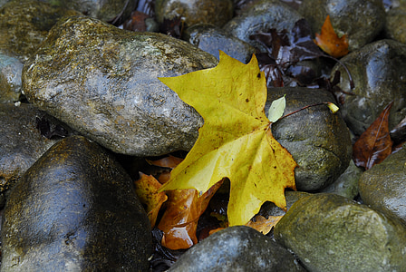 maple, stones, leaves, leaf, autumn, nature, water