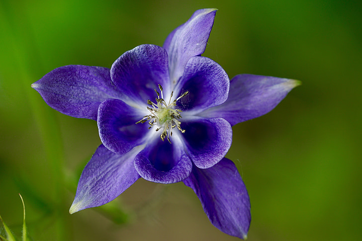 flor, naturaleza, flor, floración, púrpura, azul