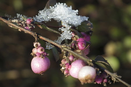 winter, ice flowers, frost, wintry, winter magic, fruit, nature