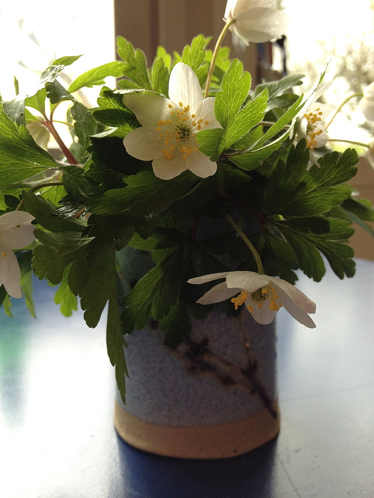 anemones, RAM, blanc, verd, primavera