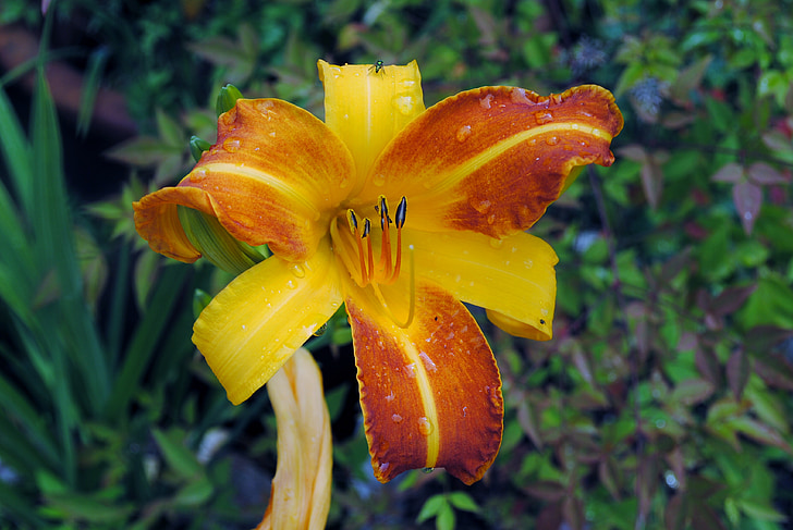 Lily, blomst, orange, gul, haven, plante, farverige