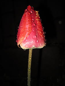 лале, Tulipa, tulpenbluete, червен, дъжд, нощ, студено