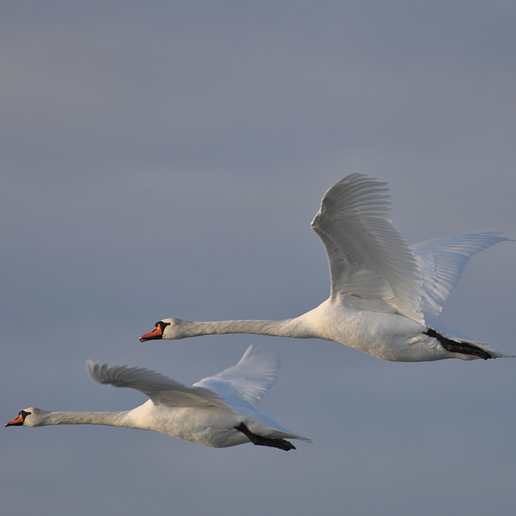 Swan, Danmark, dyra