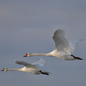 Swan, Dánsko, drahé