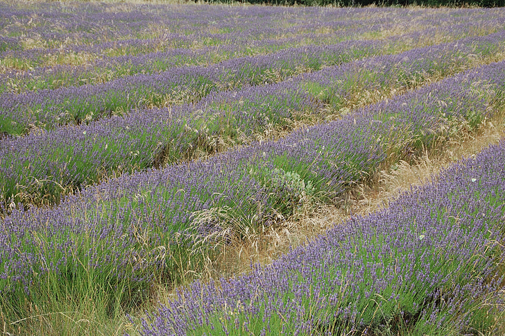 lavendel, Provence, syd