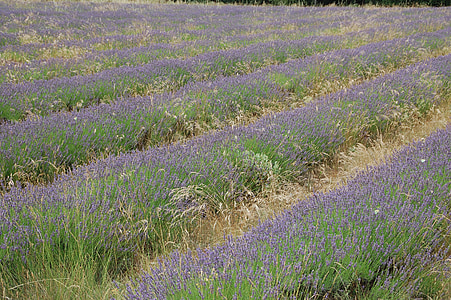 lavender, provence, south