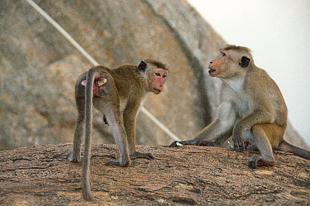 monkey, animals, couple, wildlife, mammal, animal, primate