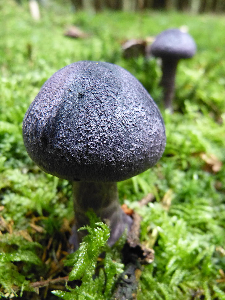 ciuperci, toamna, violet, albastru, pădure, Moss, dunkelvioletter schleierling