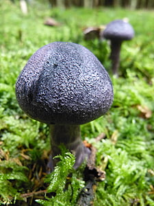 mushroom, autumn, violet, blue, forest floor, moss, dunkelvioletter schleierling