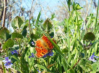 motýl, oranžová, květiny