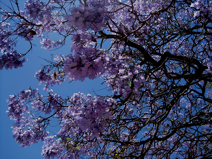 jakaranda, pohon, bunga, mekar, kelopak, sangkakala yang berbentuk, ungu