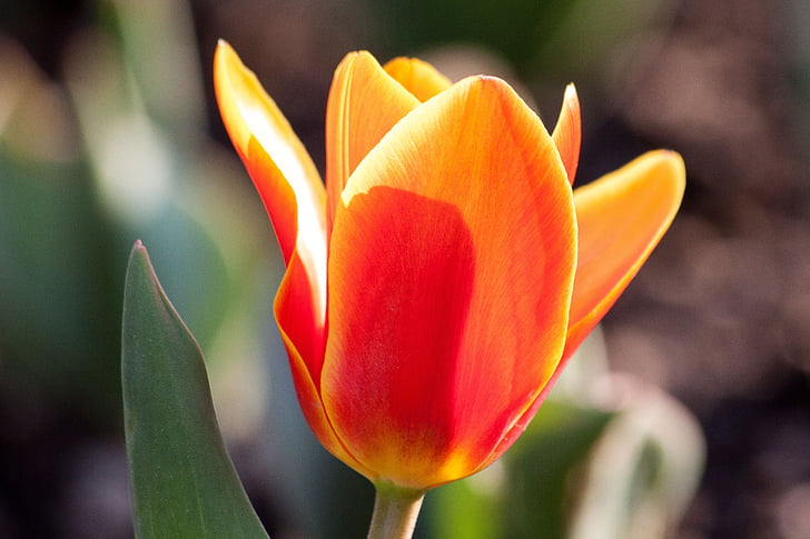 Tulip, Lily, nature, fleurs, tulipes, schnittblume, Blossom