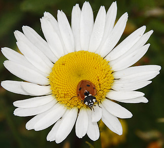 ladybug, daisy, animal, plant, nature, flowers, insect