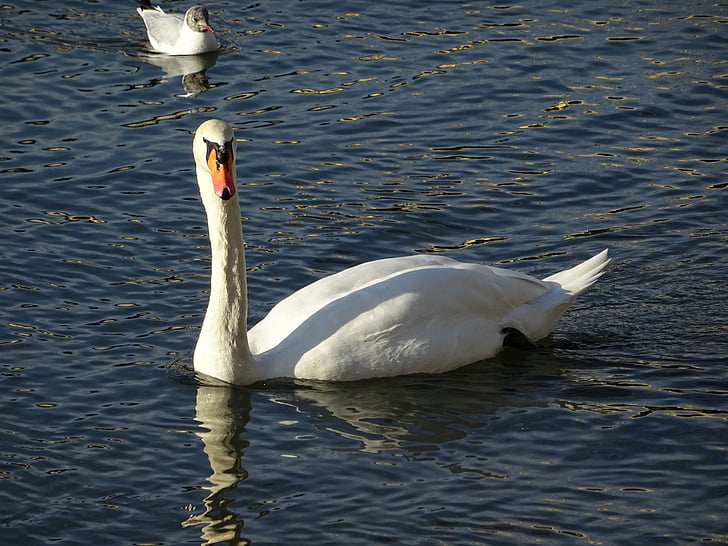 Swan, apa, păsările de apă, natura, Foto animale, alb, rochie de primăvară