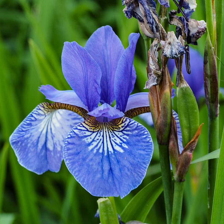 Lily, Blue iris, kwiat, przemijania, Bloom, Fade, więdną
