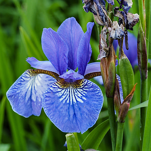 Lily, biru iris, bunga, kefanaan, mekar, memudar, layu