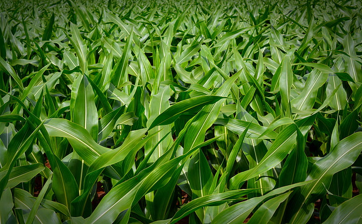 jagung, tanaman, latar belakang, hijau, alam, bidang, Makanan