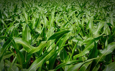 corn, plant, background, green, nature, field, food