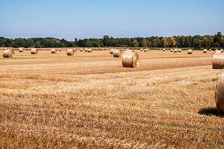 straw, straw bales, field, harvest, agriculture, cereals, summer