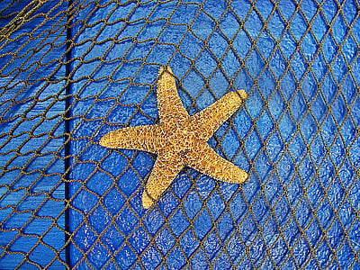 Sea star, zwierzęta morskie, morze