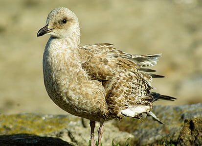 Vogel, Möwe, Federn, Sea bird
