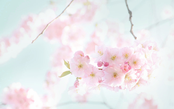 flowers, blooming, spring, cherry, sunny, cherry tree, blossom
