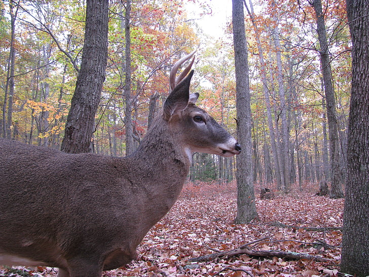 Deer, Buck, Metsä, eläinten, Luonto, puu, ulkona