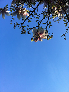 magnolijas, zilas debesis, Bloom, ziedi, zieds