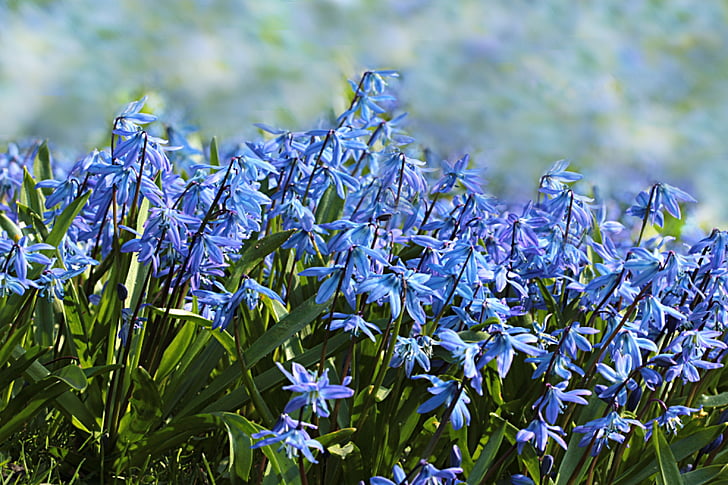blomma, Bluebell, hyacinthoides, blå, våren, naturen, tillväxt