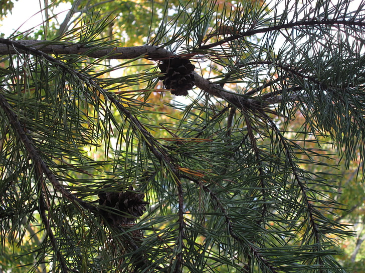 pine cones, tree, outdoors, pine, forest, green, nature