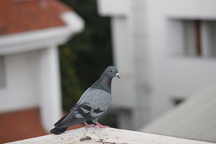 bird, pigeon, dove