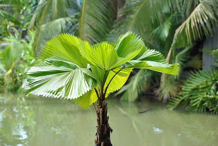 Tajlandia, woda palm, palmy, mieście lat krabang, Bangkok