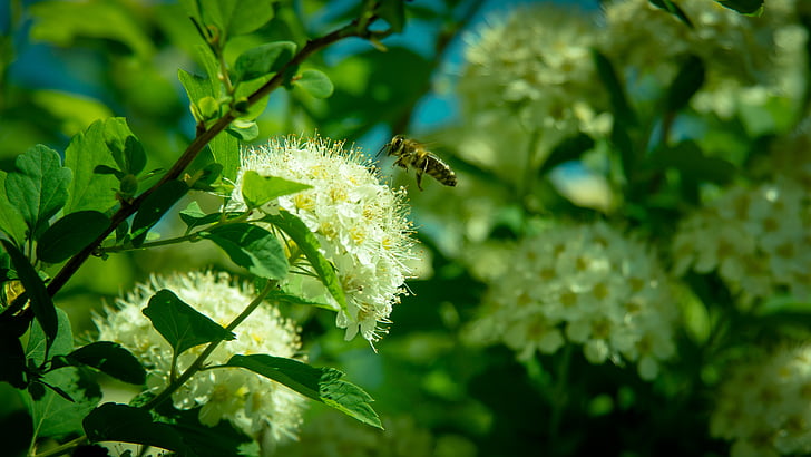 Bee, blomma, flygande insekt, insekter, pollen, honung