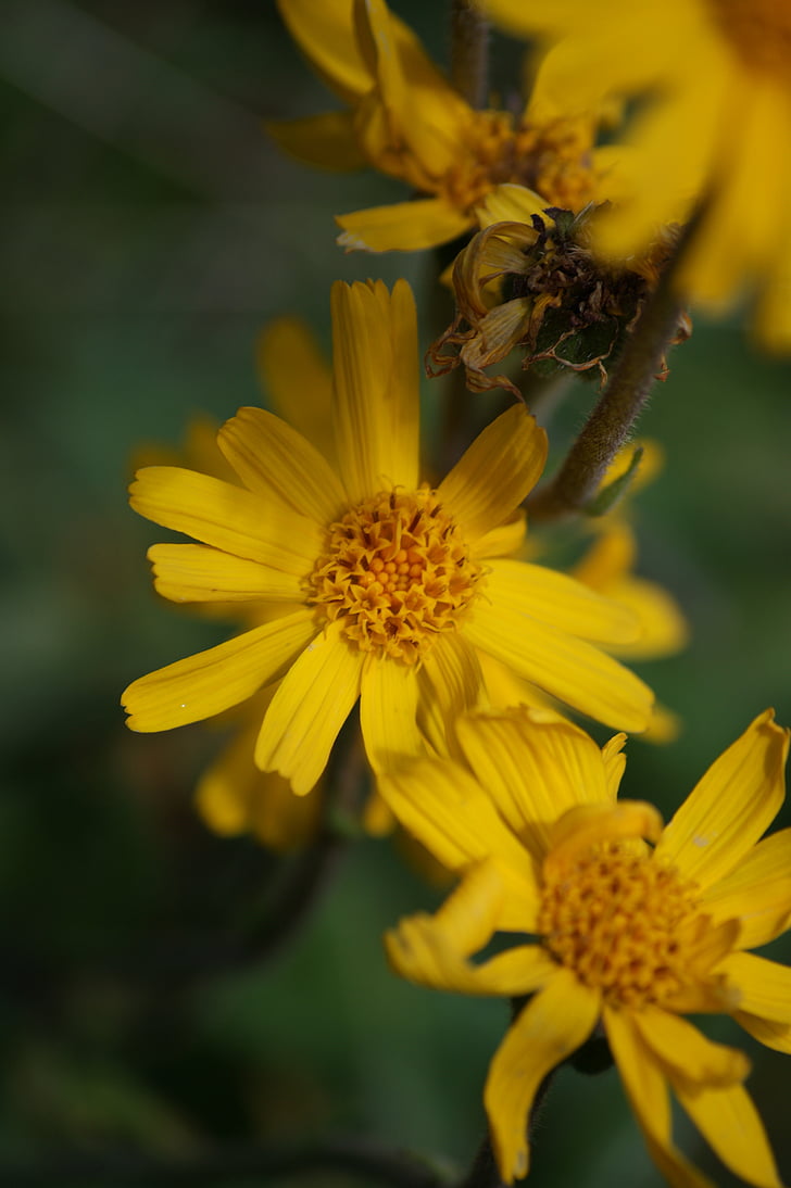 bloem, geel, natuur, plant, zomer, Close-up weergave geel, zonnig geel
