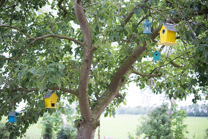casas do pássaro, pássaro, árvore, árvore de maçã, casa, animal, natureza