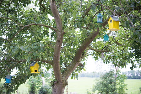 bird houses, bird, tree, apple tree, house, animal, nature