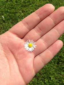 hand, Daisy, weide, wit, bloem, zomer