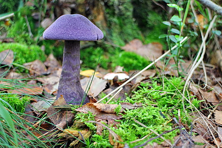 mushroom, dunkelvioletter schleierling, schleierling, midnight mushroom, dunkelvioletter dick athlete's foot, dick foot, violet