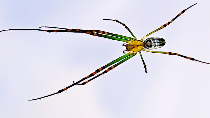 Spider, lõksu, Lähis Joonis, märg, looduslik, roheline, Arachnophobia
