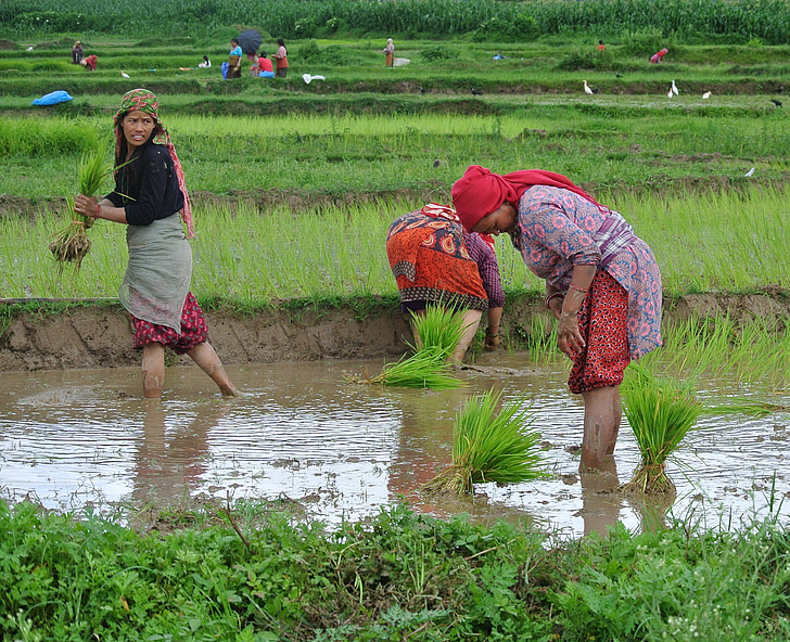 Népal, du Népal, femmes, femme, riz, Paddy, la plantation