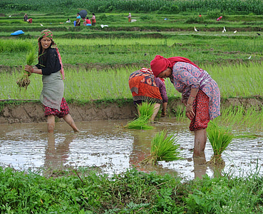 Nepalas, Nepalo, Moterys, moteris, ryžių, žaliavinių ryžių, sodinti