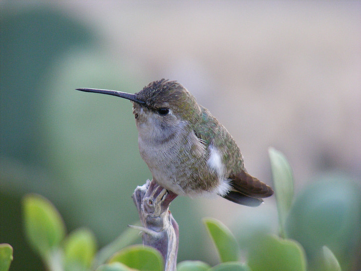 hummingbird, baja california, dinky