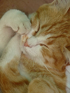 kitten, sleep, feel at home, cute, sweet, red, white