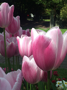 tulipaner, blomst, våren, blomster, natur, frisk, dag