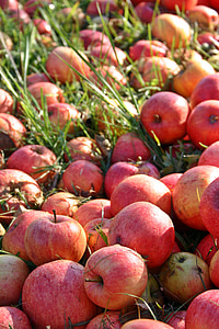 Apple, Orchard, nedfallsfrukt, frukt, rød, vitaminer, sunn