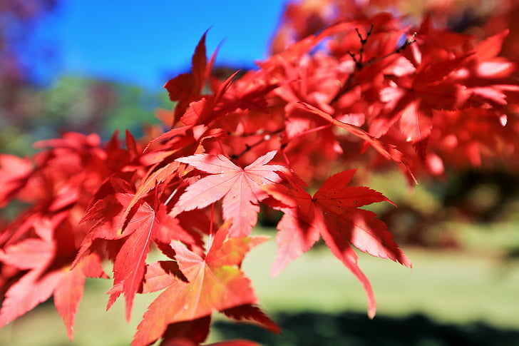 sarkana, atstāj, rudens, sezonas, daba, oktobris, zaļumi